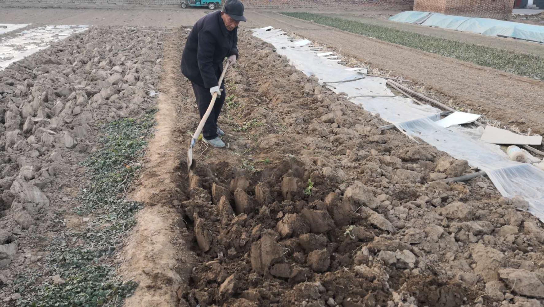 老农翻地的场景您还见过多少翻地的作用又有哪些