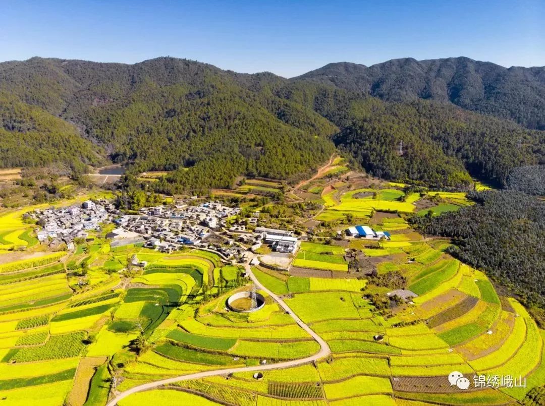 峨山的万亩油菜花已经铺满大地美得不像话