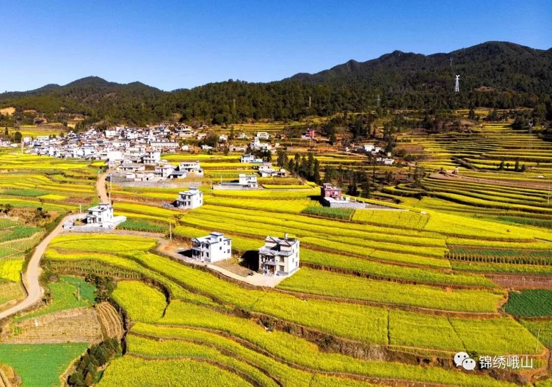 峨山的万亩油菜花已经铺满大地美得不像话