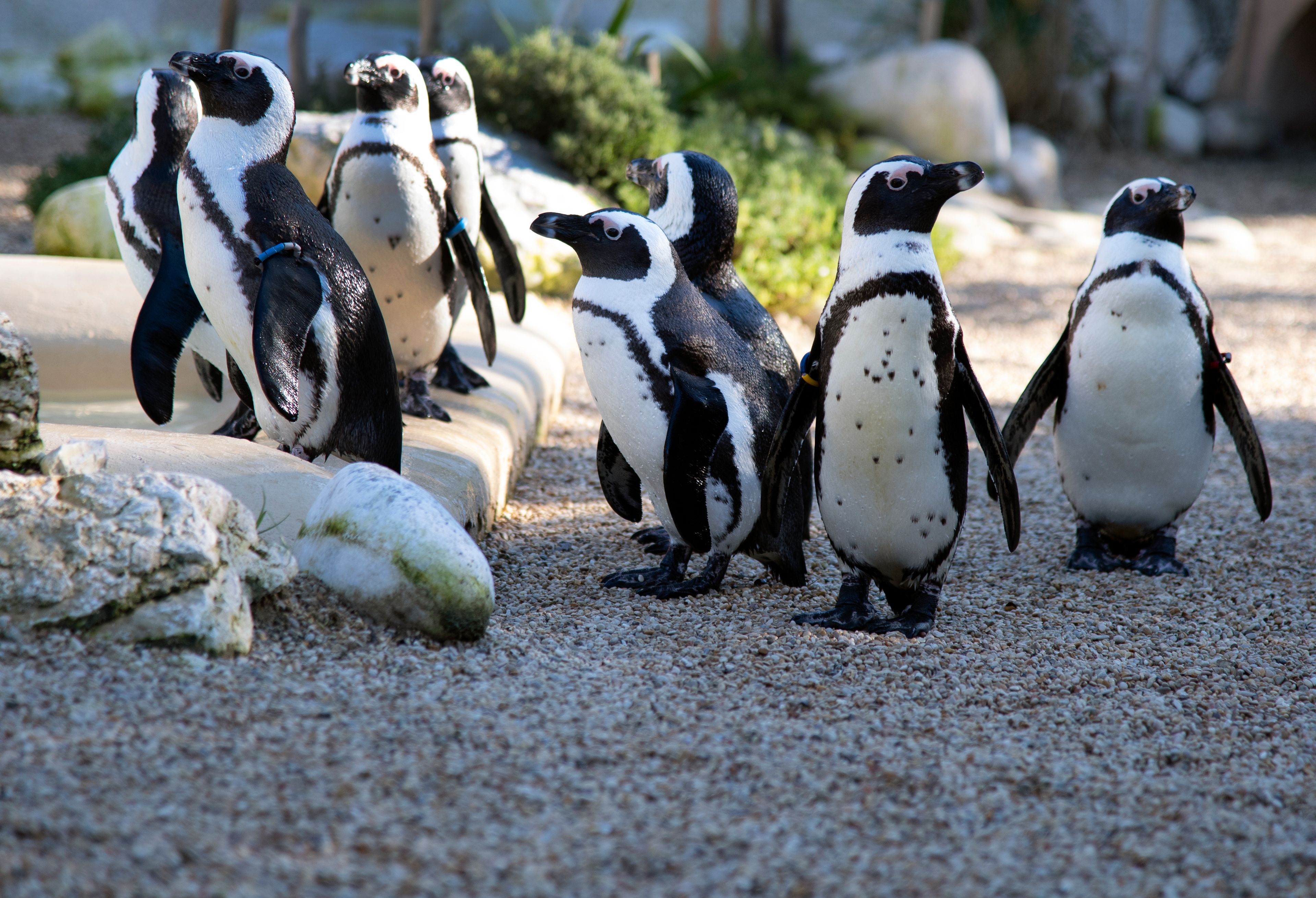 非洲企鹅乔迁罗马动物园