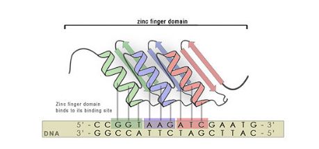 可以结合dna的蛋白质有很多,如限制性核酸内切酶,转录因子,锌指结构