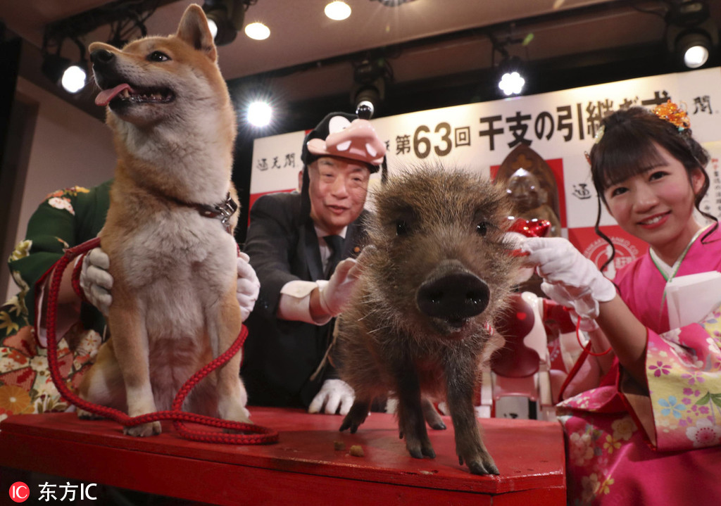 日本举行生肖交接仪式 猪仔换下汪汪跃升主角