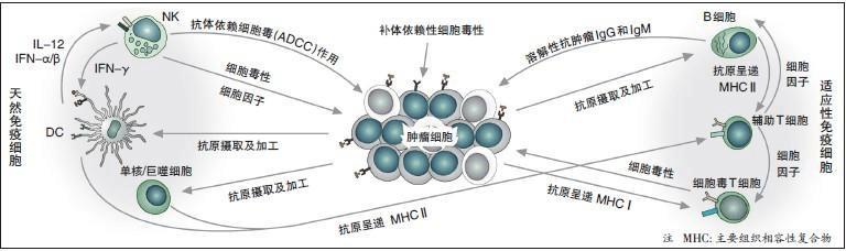 肝纖維化和慢乙肝治療分析！ 健康 第4張