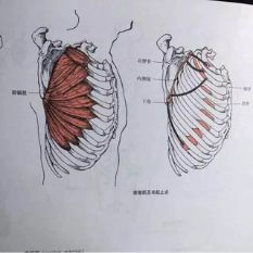 留言解读——【病态肩胛骨】_肌肉