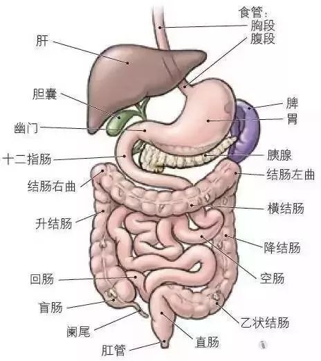 肚子疼到底是哪里疼这几种疼很危险