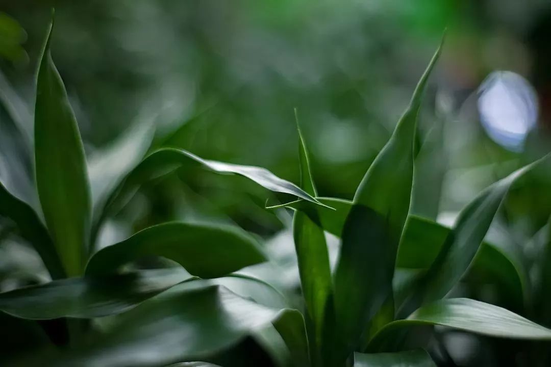 开运植物:富贵竹财富累积时间长.