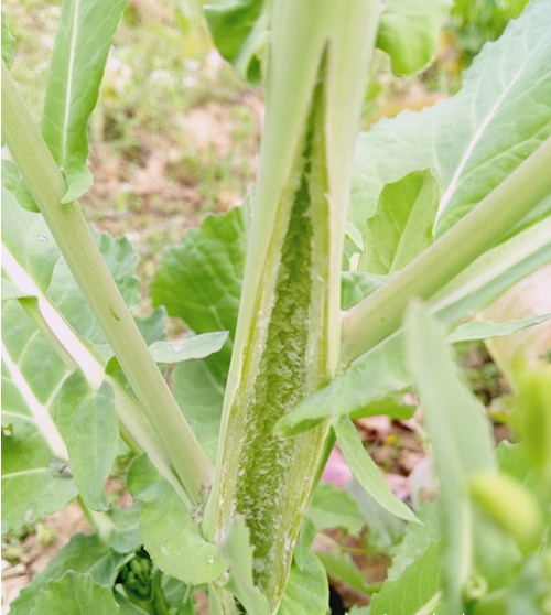 油菜茎秆开裂咋防治掌握这4个要点早预防