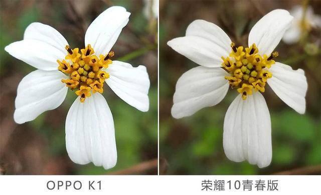 OPPO K1與榮耀10青春版實拍樣張對比：結果太讓人意外！ 科技 第7張