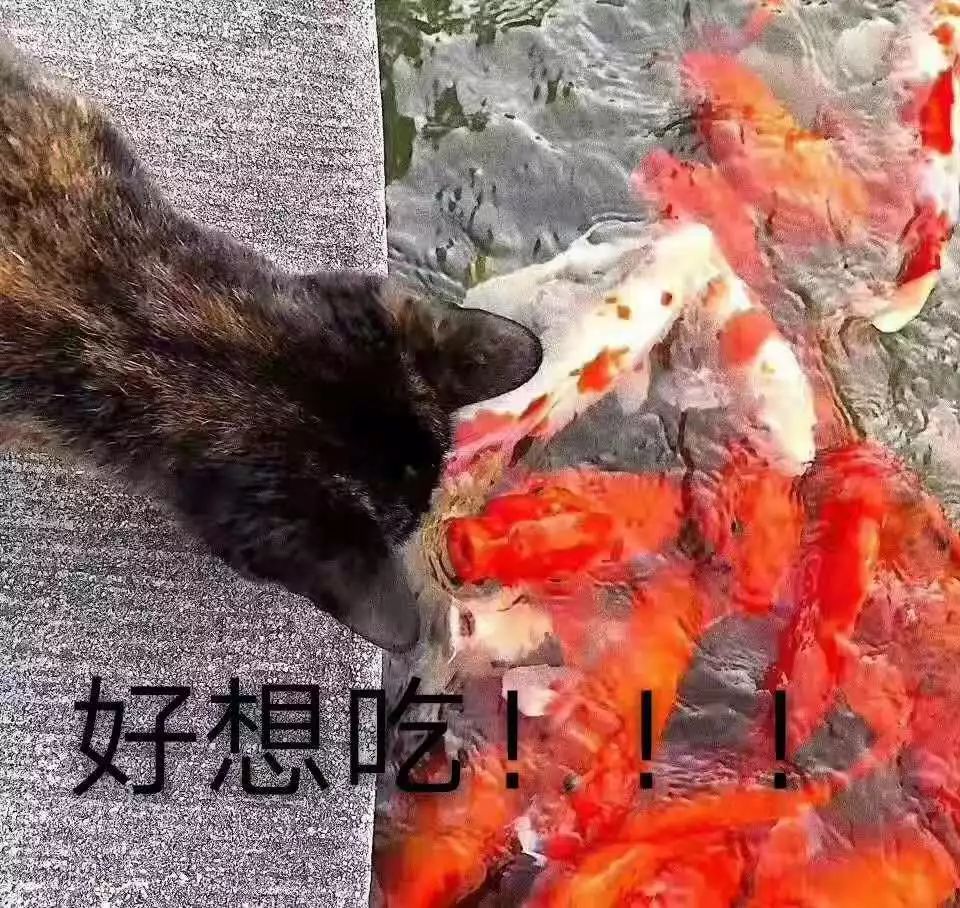 这只猫因在池塘里叼走了一条锦鲤,在朋友圈被刷屏.