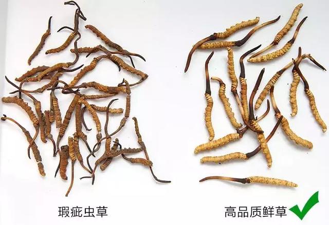 正宗冬虫夏草的价格和辨别方法,藏民从形,味,色,里识别虫草