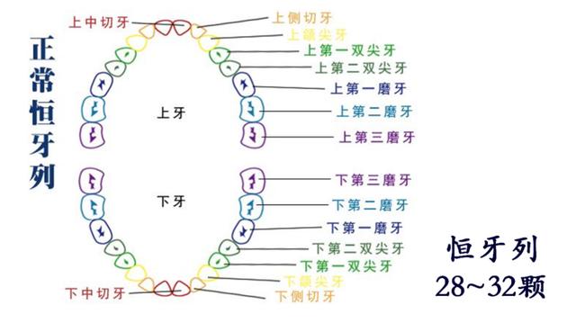 「醫生手記」智齒發炎，到底要不要拔除？ 未分類 第2張