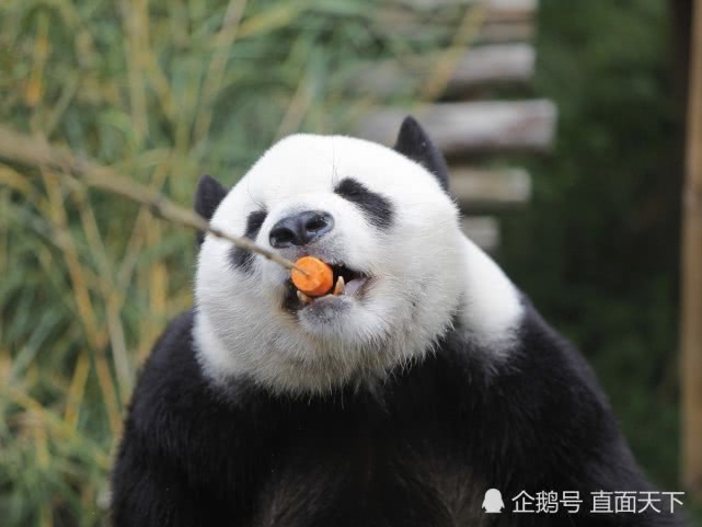 除了用于雇佣饲养员的开支和医疗费用外,大熊猫还要吃大量食物,而且是