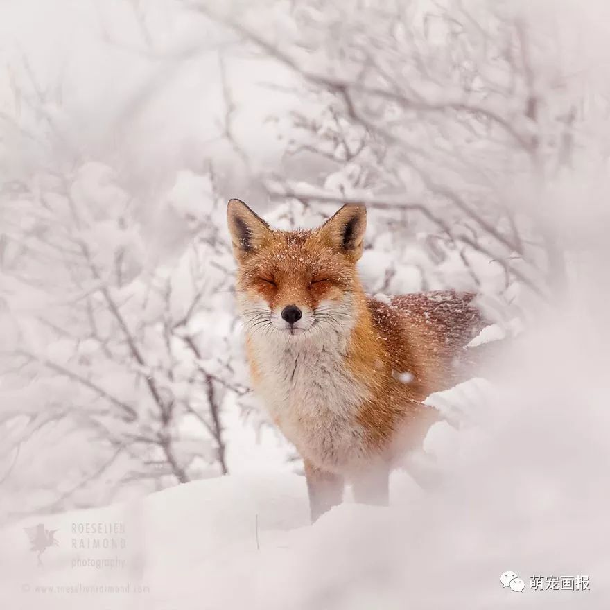 雪地中的狐狸们,好像仙境一般的画面