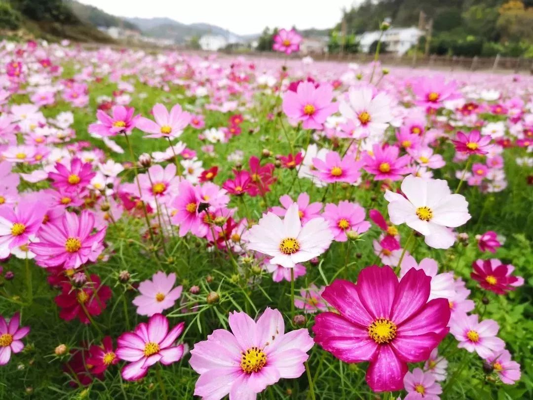 西河又见格桑花海