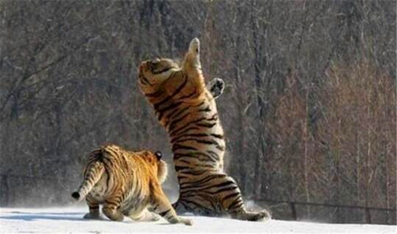 两只老虎发起攻击,看上去异常兴奋,没想到最后被这小家伙给耍了