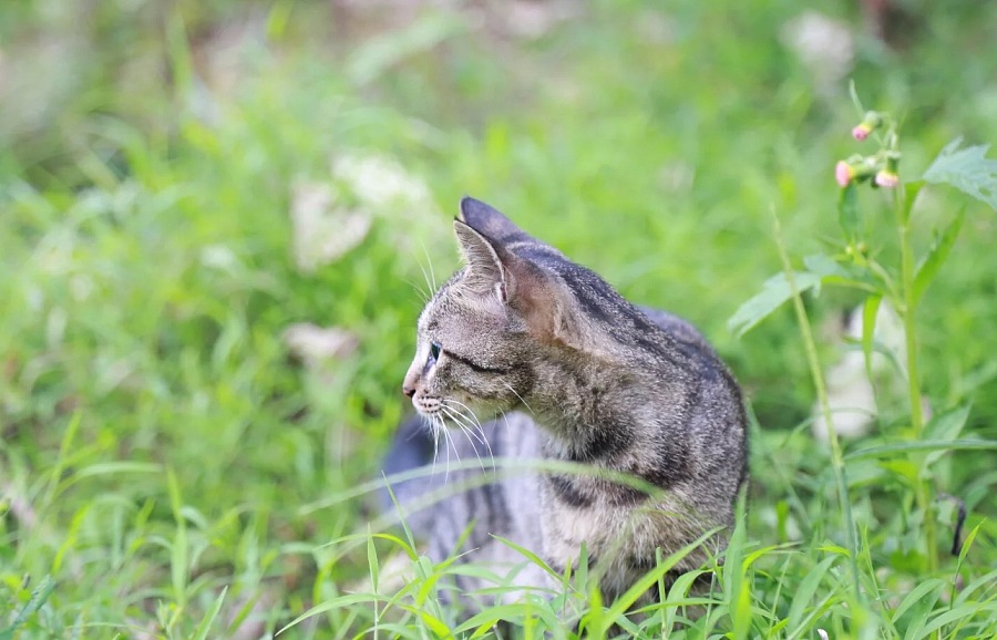 中华狸花猫:被中国人嫌弃的土猫,在国外却卖出天价!