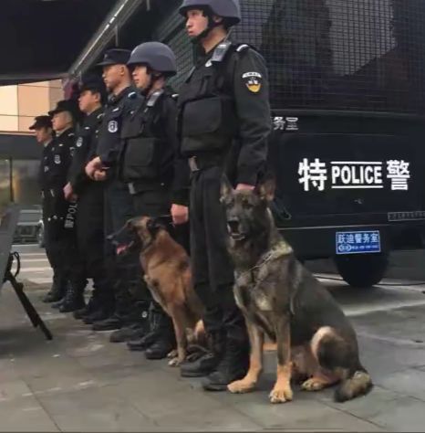 四川一只警犬在执勤时被抓拍，工作有点太累了，打个哈欠！