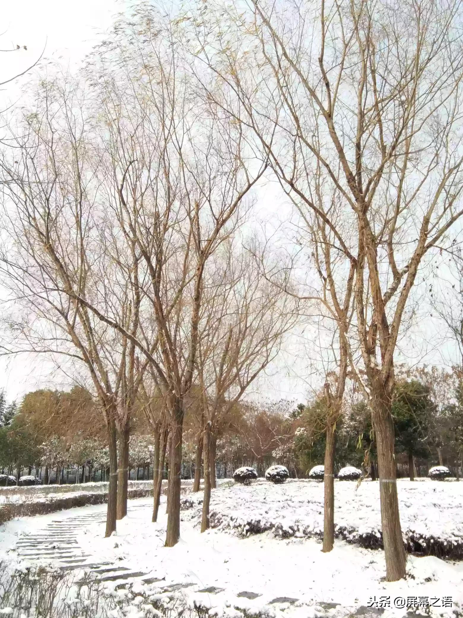 寒风弹枝柳残雪弄妩媚