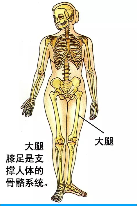 人体器官及病理解析图示,非常实用!