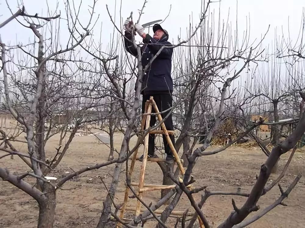 交叉枝,长势强旺的直立大枝以及侧枝,多头枝;主枝控制在合理范围,依据