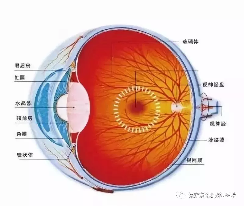 黄斑病变的原因