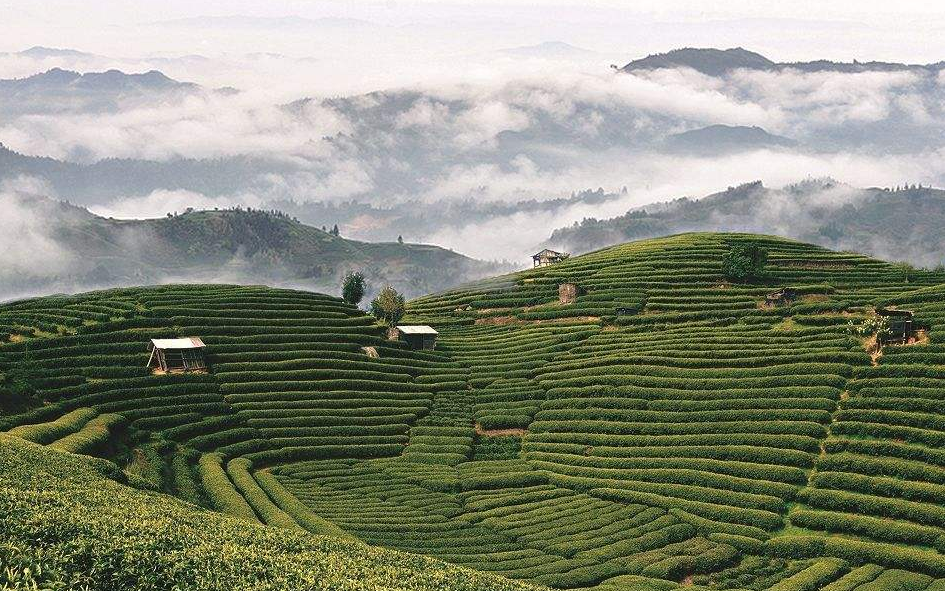 红茶:广西红碎茶 黑茶:苍梧六堡茶 绿茶:桂平的西山茶,横县的南山