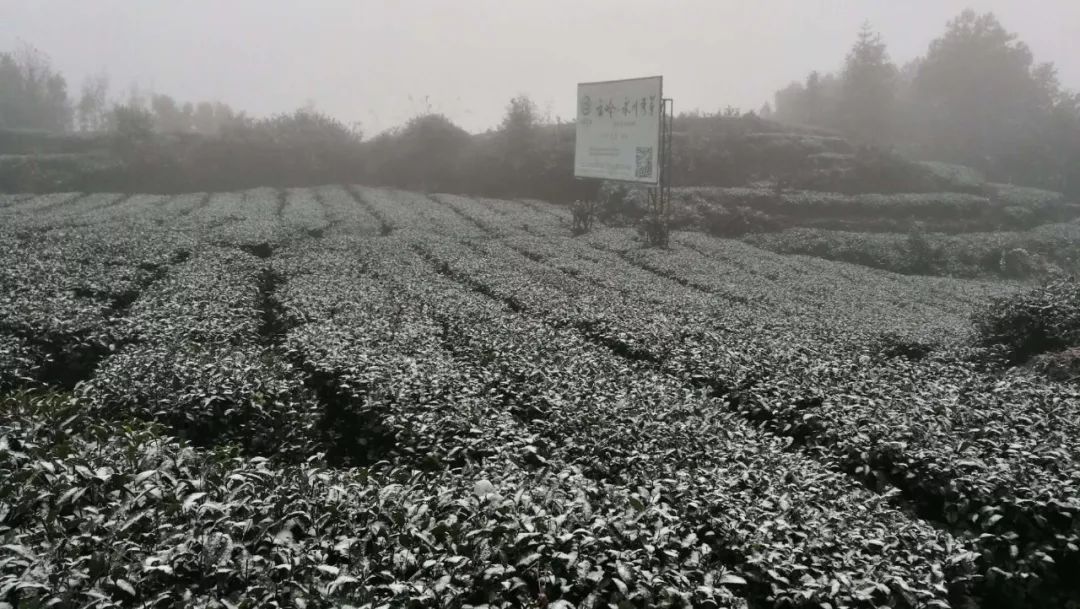 【永川头条】永川下雪啦!_茶山