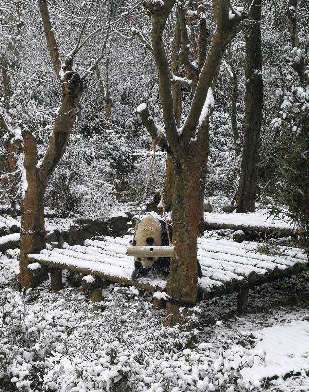 成都下雪,眺望青城山雪景