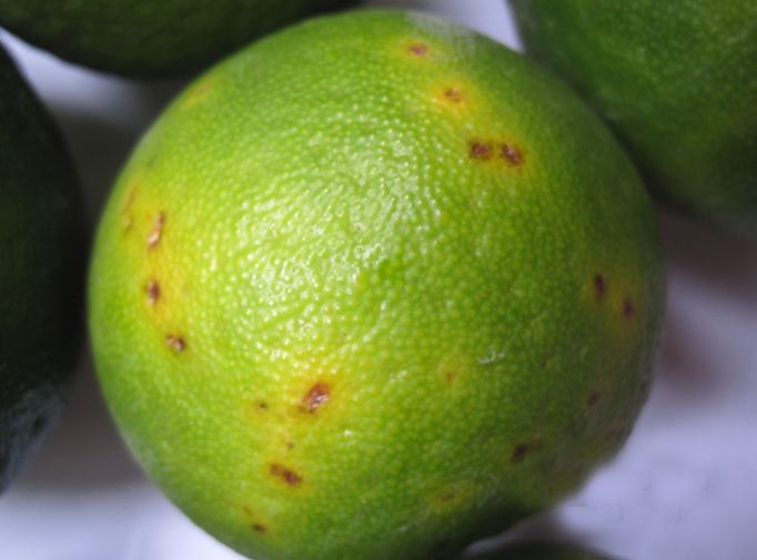柑橘的颜值杀手"黑星病",认清柑橘黑星的发病状态