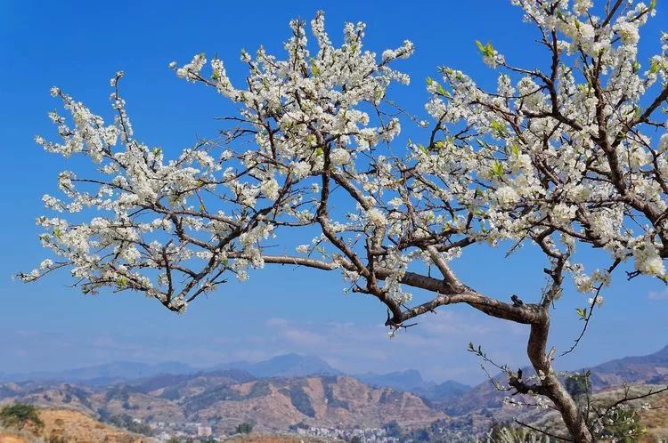 【预告】田源李花旅游文化节