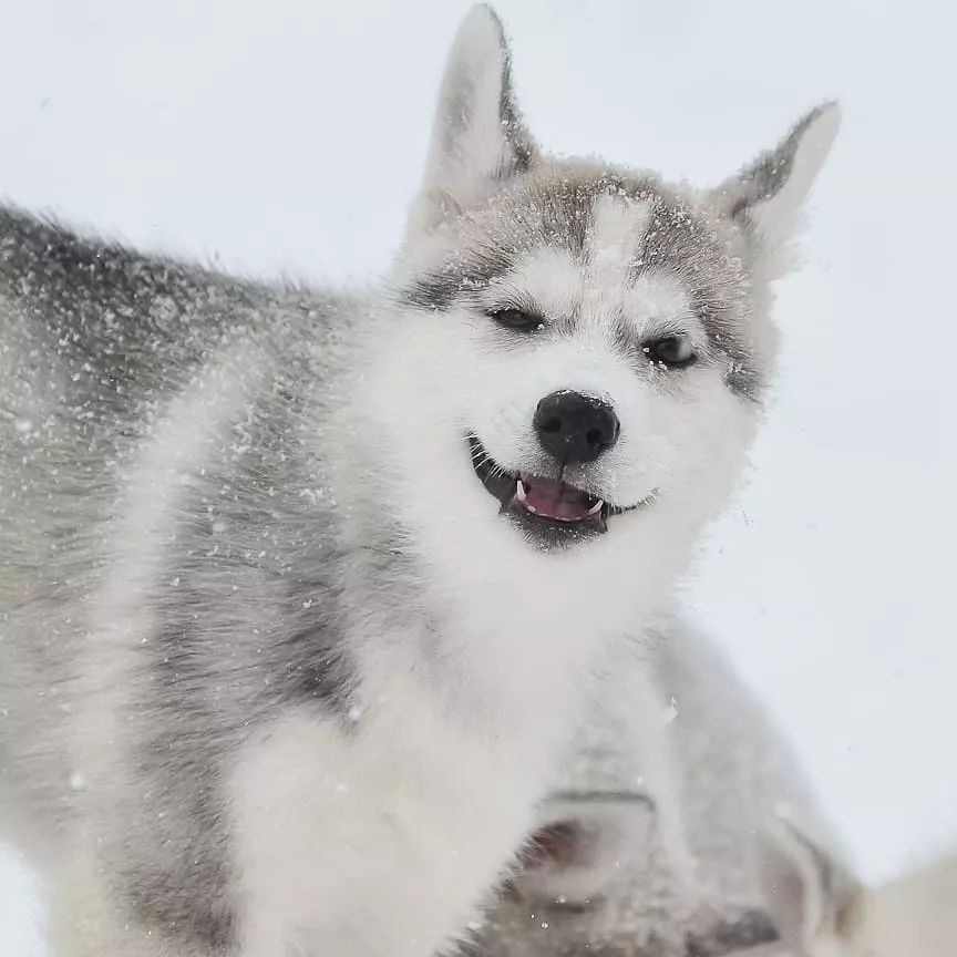 哈士奇的颜值,要放在雪地里才能完全解锁!