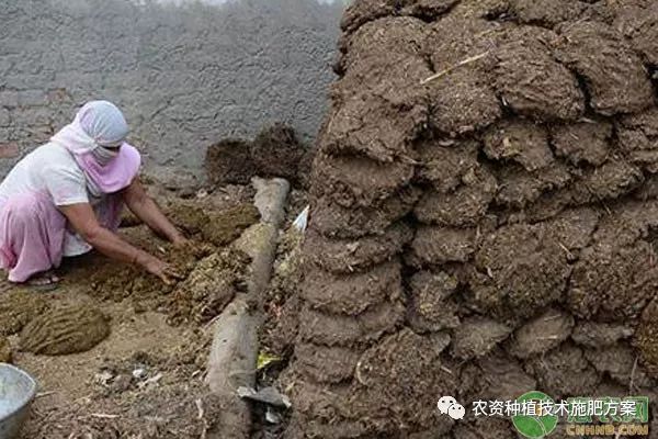 陈年牛粪加工成有机肥的发酵方法