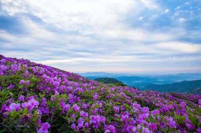 山坡上开满鲜花好美