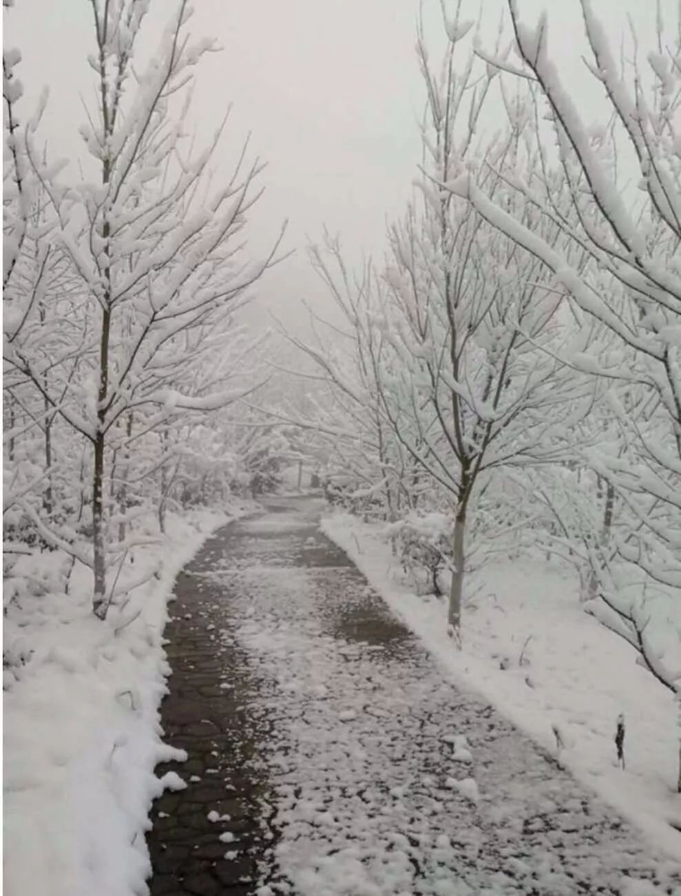 正在去上班路上的周刊君 随手拍了两张中心城区实景图 下雪了?