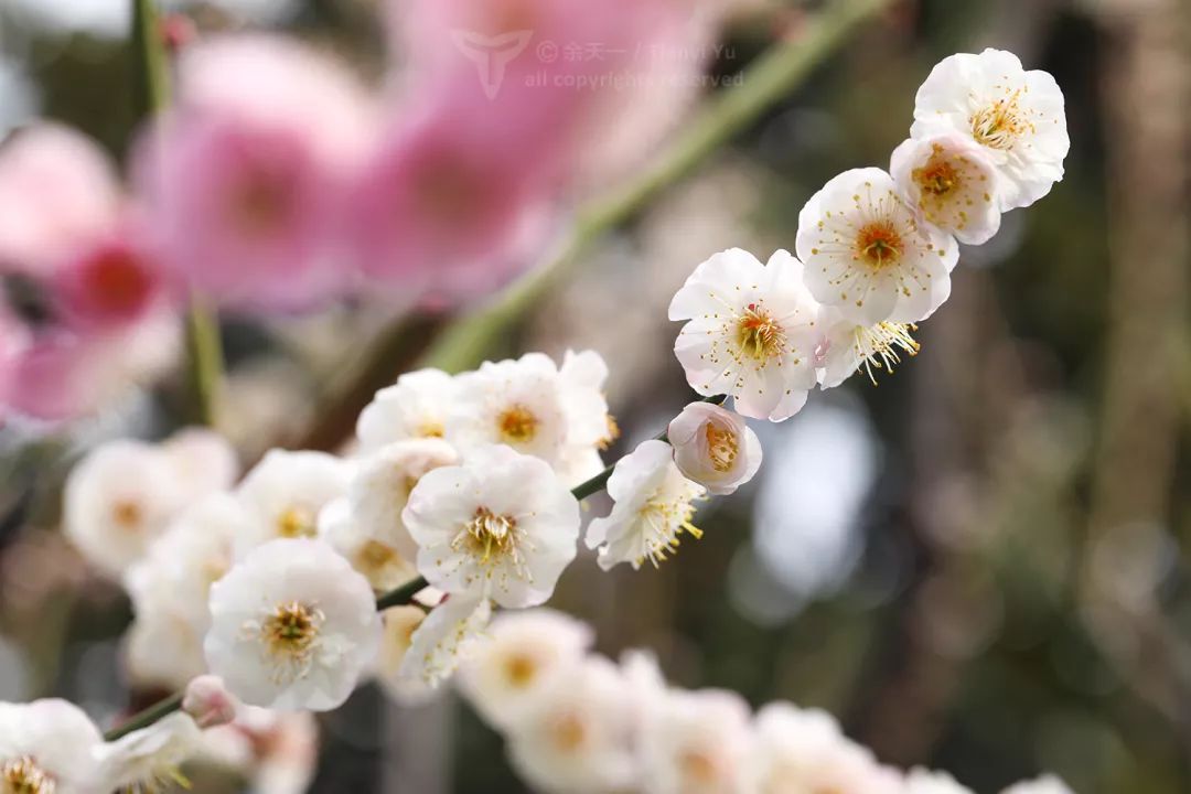 略带黄色"绿萼"整个植株缺乏色素,萼片绿色而花白色"跳枝"在一棵树