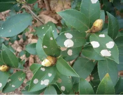 04 油茶白星病 该病在我国广大油茶产区普遍发生,主要为害嫩叶,嫩芽