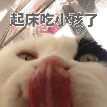 猫咪叫你起床表情包起床了吗快起床