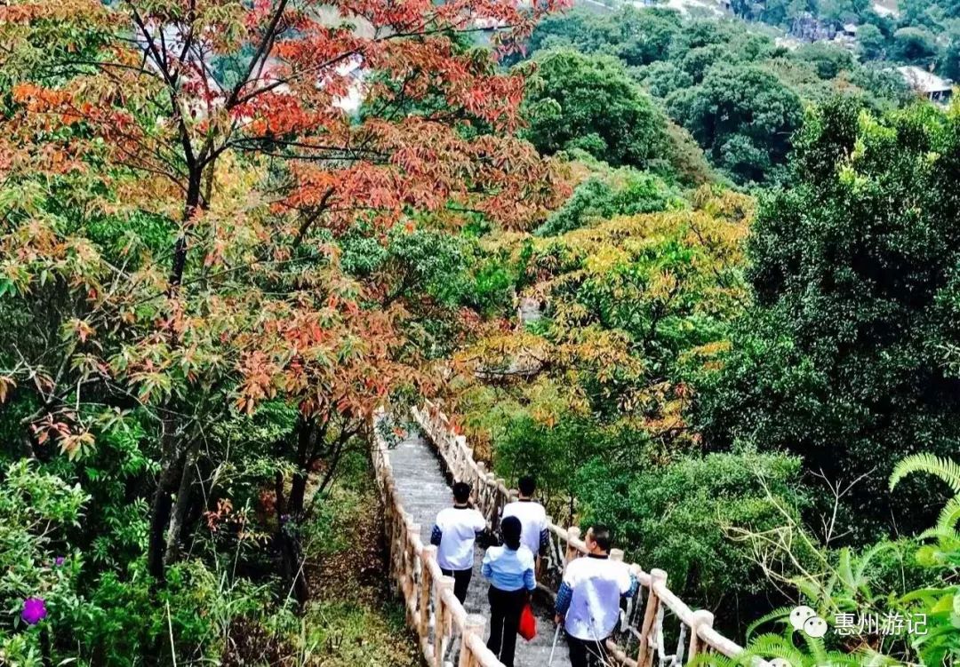 秋枫寨赏岭南红叶正当时,武深高速官山出口去只需5.5公里!