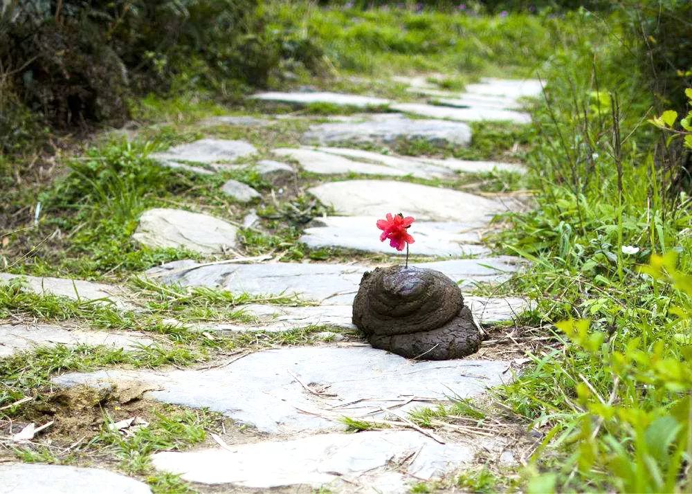 鲜花就该插在牛粪上论家庭园艺养花牛粪的优选与妙用