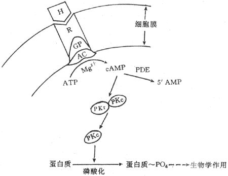 测定蛋白质浓度的方法有哪些 原理是什么(3)