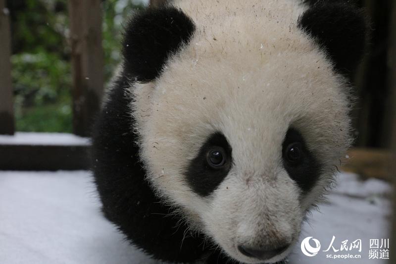 成都下雪了 大熊猫"滚滚"兴奋指数堪比南方人