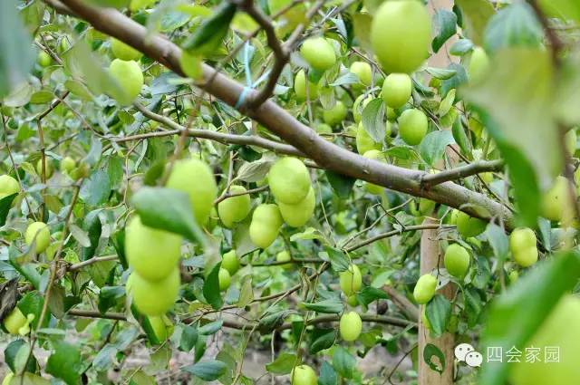 邓村的蜜枣熟透!组团约起享受从树上到口中的新鲜!