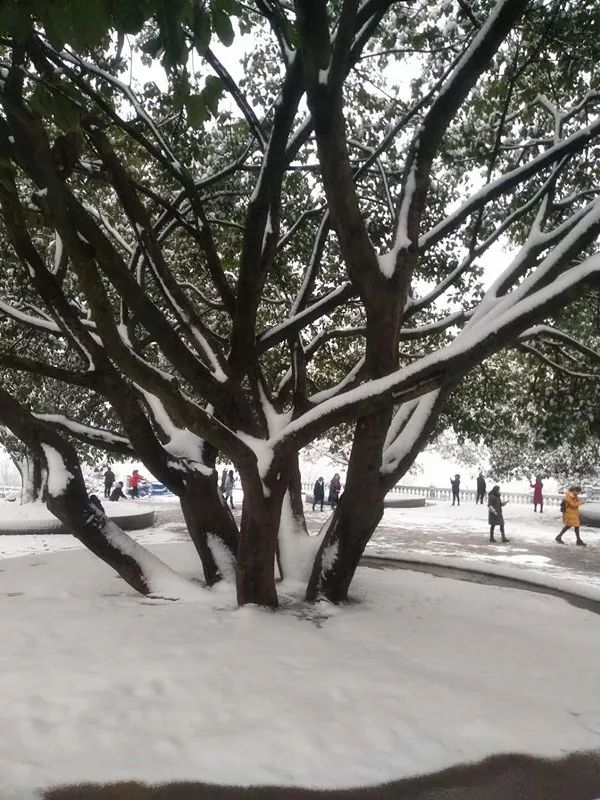 终于不再贫雪啦南充可以堆雪人了一夜白头的南充你看到了么