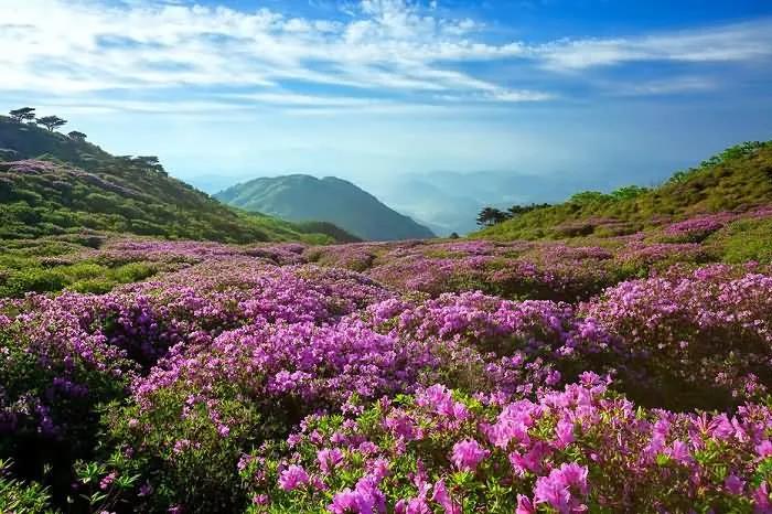 山坡上开满鲜花好美