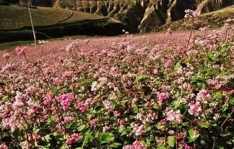 水果地理中国 红山荞麦_平鲁区