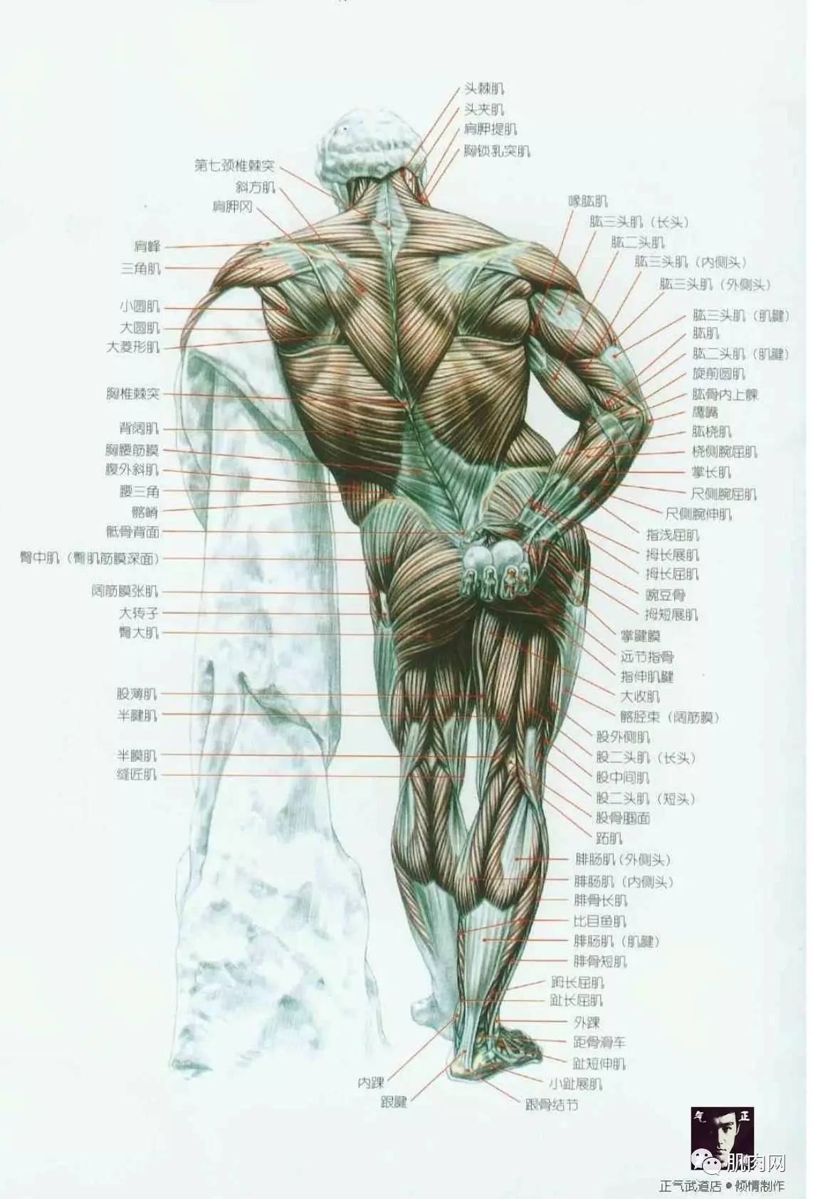 人体肌肉图解,人体各个肌肉部位名称图解(健身者必知)