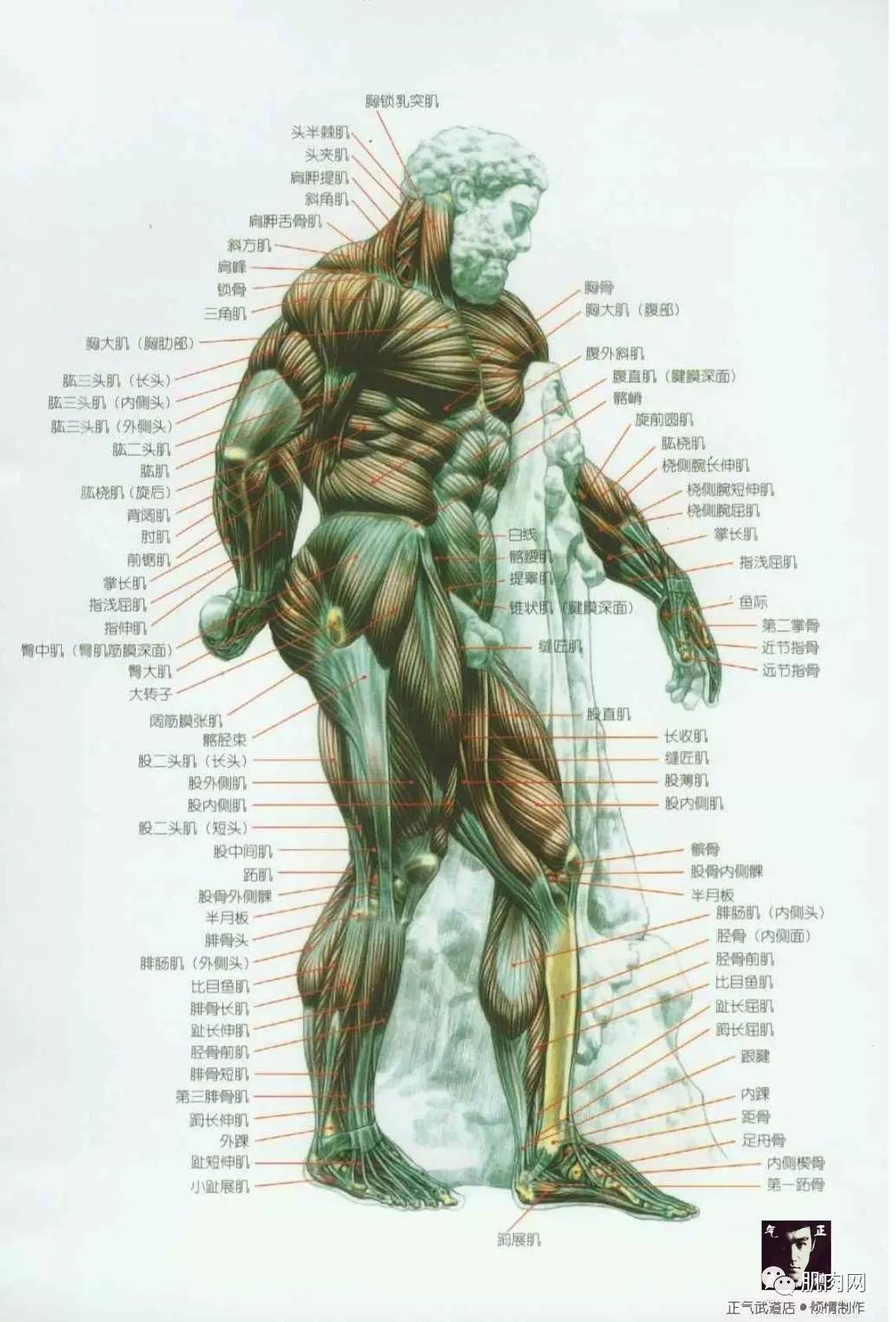 人体肌肉图解人体各个肌肉部位名称图解健身者必知