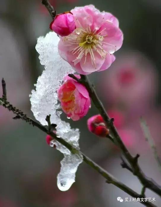 费玉清一剪梅简谱_一剪梅歌谱费玉清简谱(3)