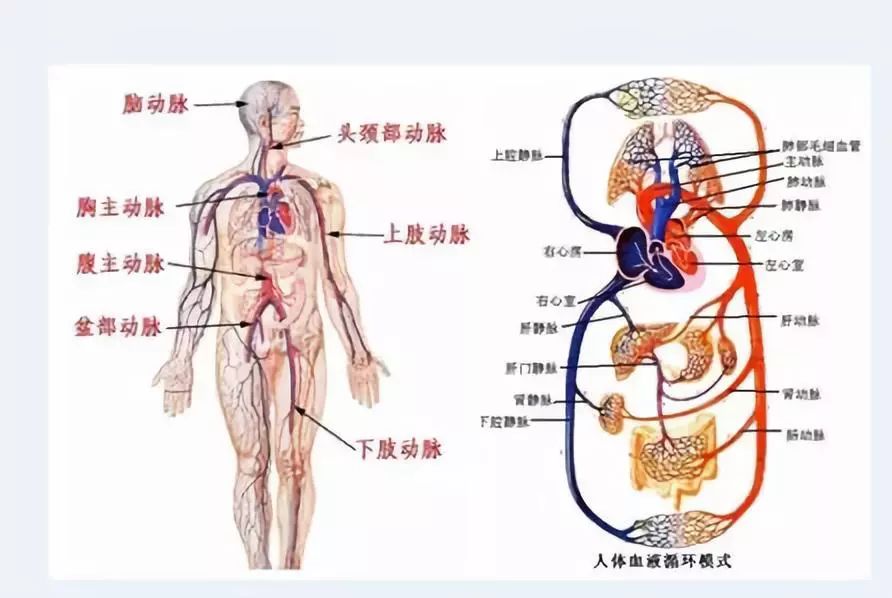 同时,主动脉夹也会继续往下撕开血管,"液包"直达大腿动脉,这样的