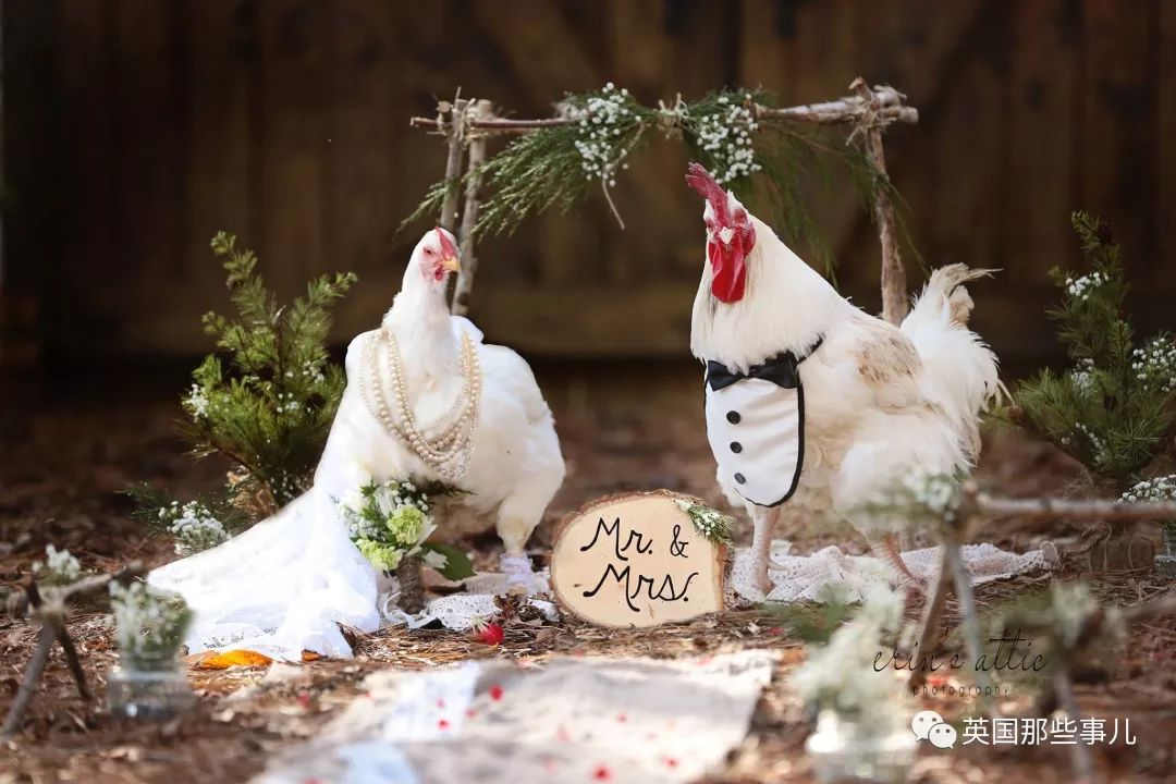 他们在农场上举行了场浪漫唯美的田园风婚礼,新郎新娘是两只鸡